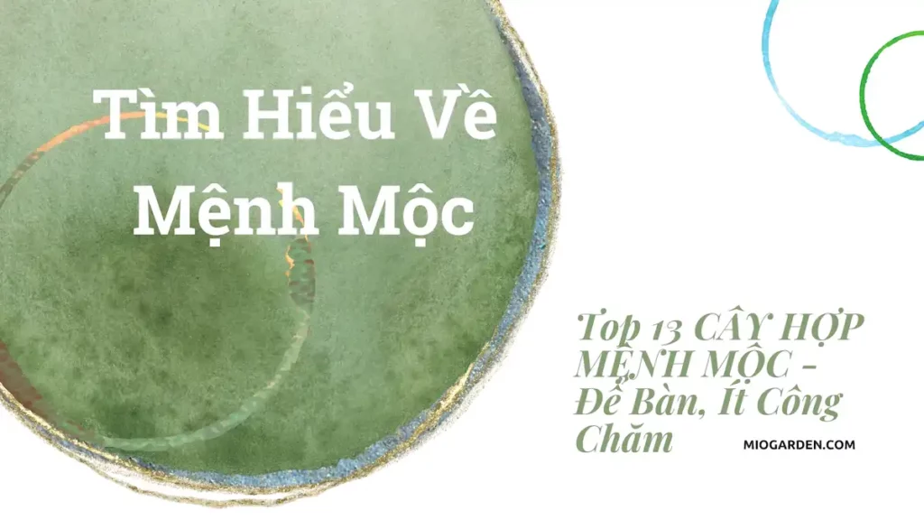 Top 13 CÂY HỢP MỆNH MỘC - Để Bàn, Ít Công Chămc🌟miogarden_1